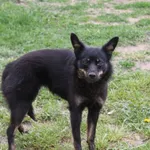 Pies do adopcji, Grudziądz, 29 maja 2025