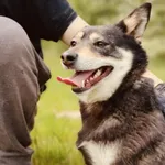 Gutka (6147), Samica