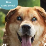 Pies do adopcji, Dąbrówka, 5 czerwca 2025