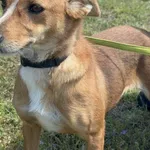 Pies do adopcji, Henrykowo, 1 kwietnia 2025