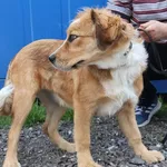 Znaleziono psa, Łódź, 5 czerwca 2025