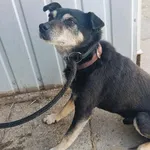 Pies do adopcji, Racławice, 2 czerwca 2025