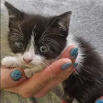 Znaleziono kota, Grudziądz, 5 czerwca 2025