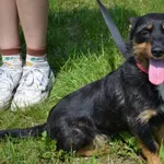 Pies do adopcji, Chełmek, 16 maja 2025