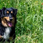 Pies do adopcji, Racławice, 4 czerwca 2025