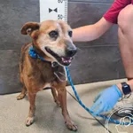 Przyjęty: 2025-06-04 Gmina: Radziechowy Wieprz Płeć: Pies Opis: mieszaniec, rude z siwym