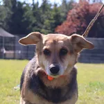 Pies do adopcji, Grudziądz, 23 maja 2025