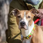 Pies do adopcji, Piła, 2 grudnia 2023