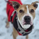 Pies do adopcji, Piła, 2 grudnia 2023