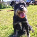 Pies do adopcji, Grudziądz, 23 maja 2025