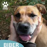 Biber