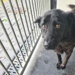 Przyjęty: 2025-06-04 Gmina: Inne Płeć: Pies Opis: mieszaniec, czarne