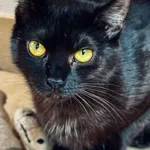 Kot do adopcji, Piła, 18 września 2024