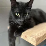 Kot do adopcji, Sopot, 5 czerwca 2025