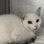 Kocurek poz. 25/262/K