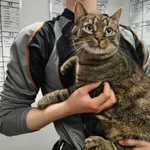 Znaleziono kota, Toruń, 5 czerwca 2025