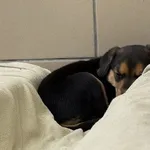 Pies do adopcji, Kraków, 4 czerwca 2025