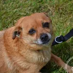 Pies do adopcji, Chełmek, 21 maja 2025