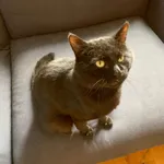 Znaleziono kota, Warszawa, 6 czerwca 2025