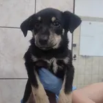 Znaleziono psa, Toruń, 6 czerwca 2025