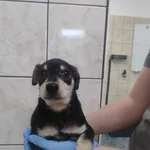 Znaleziono psa, Toruń, 6 czerwca 2025