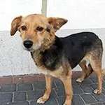 Znaleziono psa, Siedlce, 5 czerwca 2025