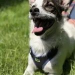 Pies do adopcji, Kraków, 22 maja 2025