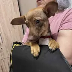 Pies do adopcji, Włocławek, 6 czerwca 2025