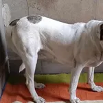 Znaleziono psa, Toruń, 4 czerwca 2025