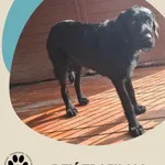 Znaleziono psa, Dąbrówka, 5 czerwca 2025