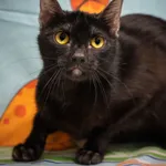 Znaleziono kota, Sosnowiec, 6 czerwca 2025