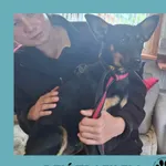 Znaleziono psa, Dąbrówka, 5 czerwca 2025