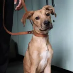 Znaleziono psa, Łódź, 6 czerwca 2025