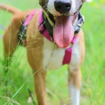 Mały Heniek 226/2025