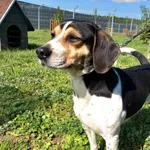 Znaleziono psa, Henrykowo, 29 kwietnia 2025