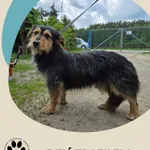 Znaleziono psa, Dąbrówka, 7 czerwca 2025