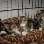 Znaleziono kota, Sosnowiec, 30 maja 2025