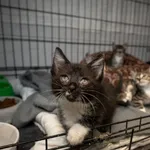 Znaleziono kota, Sosnowiec, 30 maja 2025