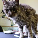 Znaleziono kota, Łódź, 8 czerwca 2025