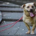 Znaleziono psa, Toruń, 23 maja 2025