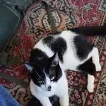 Zaginął kot, Łódź, 9 czerwca 2025