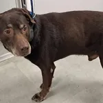 Znaleziono psa, Toruń, 6 czerwca 2025