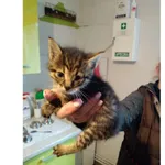 Znaleziono kota, Białystok, 8 czerwca 2025