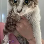 Znaleziono kota, Lublin, 5 czerwca 2025