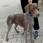 Znaleziono psa, Lublin, 9 czerwca 2025