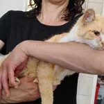 Znaleziono kota, Toruń, 8 czerwca 2025