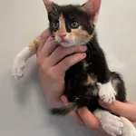 Znaleziono kota, Lublin, 7 czerwca 2025