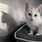 Kot do adopcji, Włocławek, 9 czerwca 2025