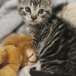 Kot do adopcji, Szczecin, 10 czerwca 2025