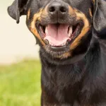 Piesek znaleziony w Biernatkach gm.Kórnik